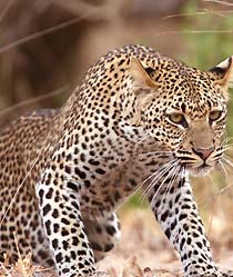 leopard