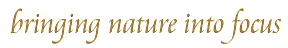bringing nature into focus